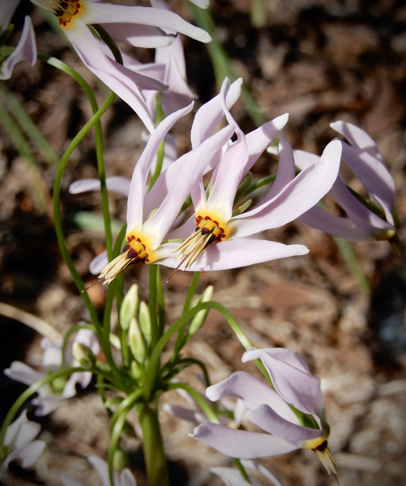 Midland Shooting Star (Dodecatheon meadia) BARE ROOT