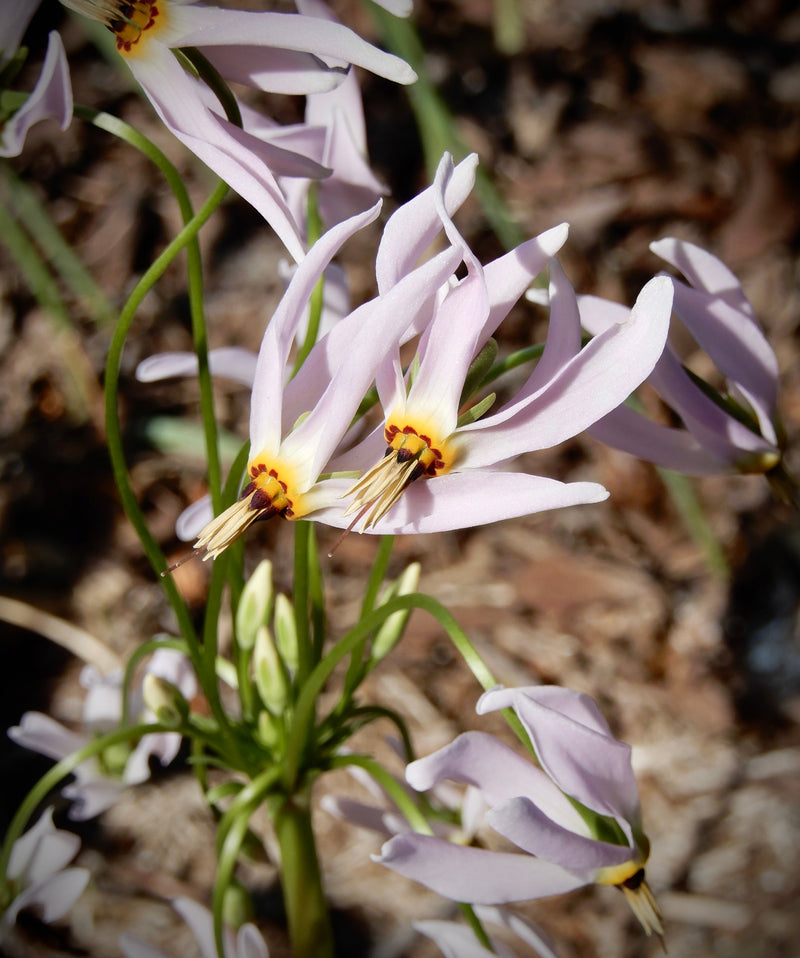 Midland Shooting Star (Dodecatheon meadia) BARE ROOT - SHIPS STARTING 03/11