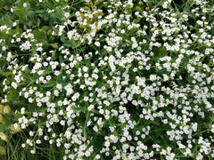 Seed Pack - Flowering Spurge (Euphorbia corollata)