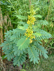 Seed Pack - Wild Senna (Senna hebecarpa)