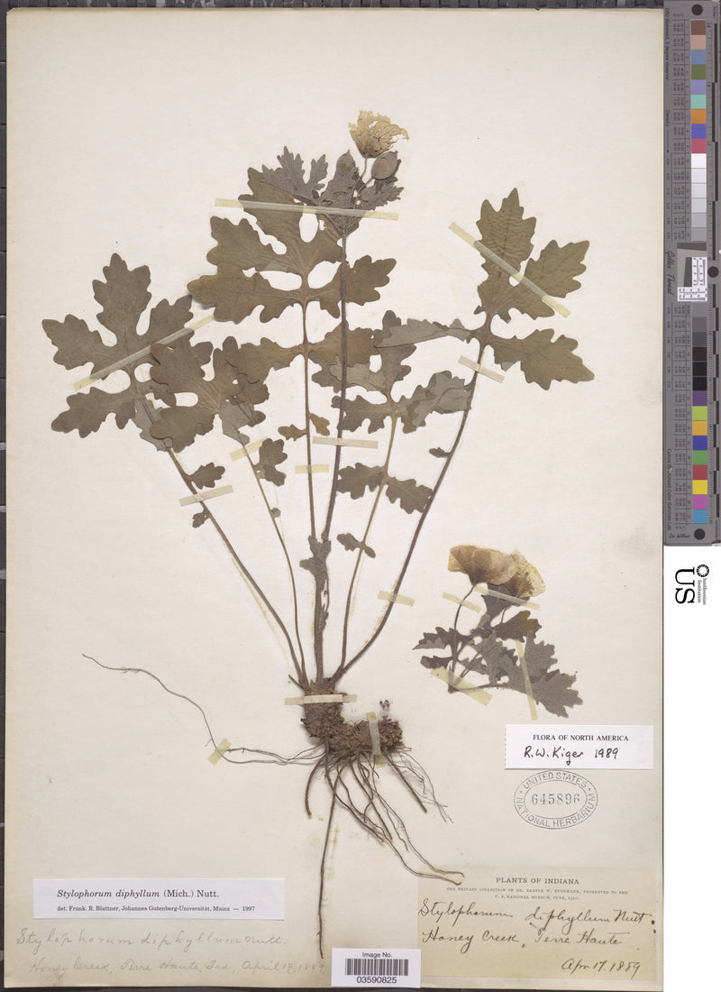 Wood Poppy (Stylophorum diphyllum) BARE ROOT
