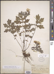 Wood Poppy (Stylophorum diphyllum) BARE ROOT - SHIPS BEGINNING WEEK OF 12/2