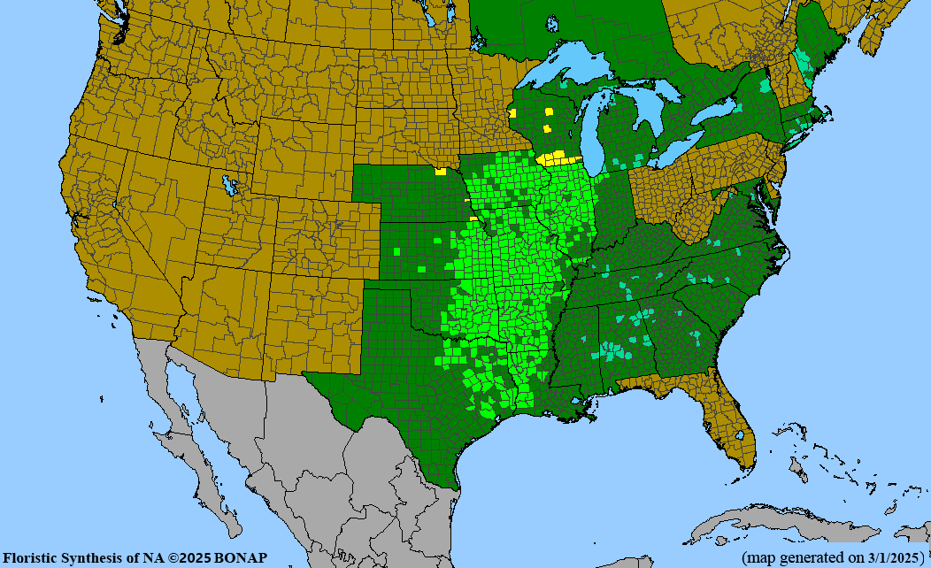 Seed Pack - Pale Purple Coneflower (Echinacea pallida)