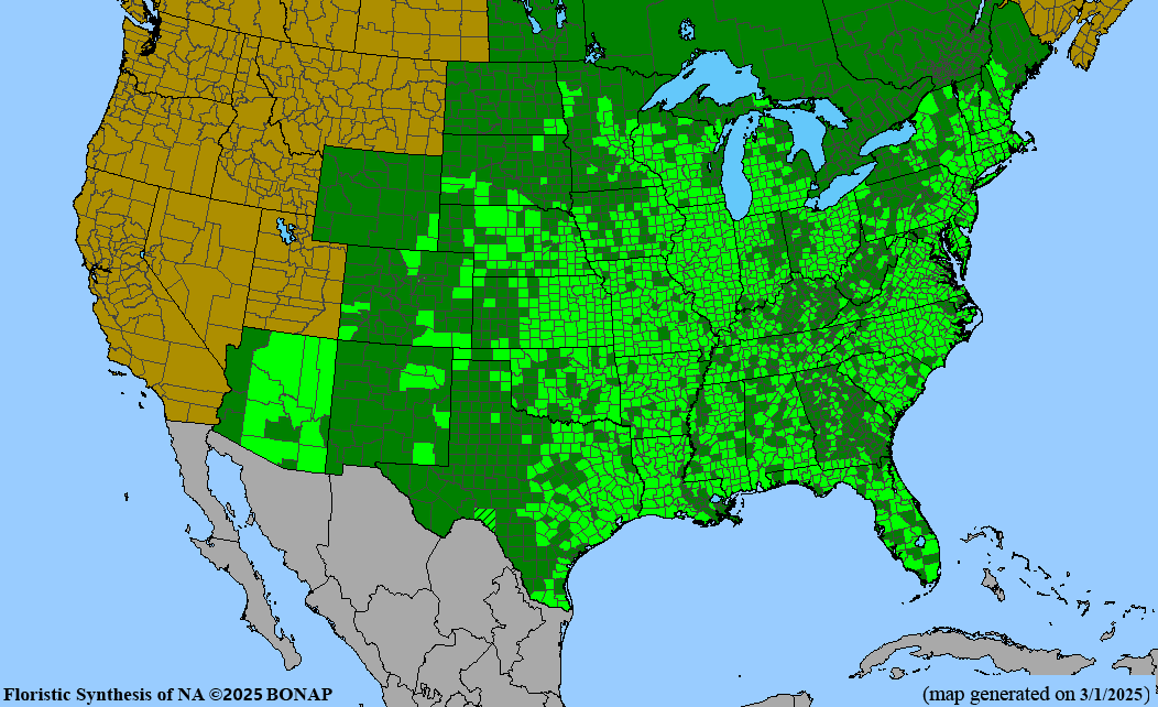 Purple Lovegrass (Eragrostis spectabilis) 1 GAL