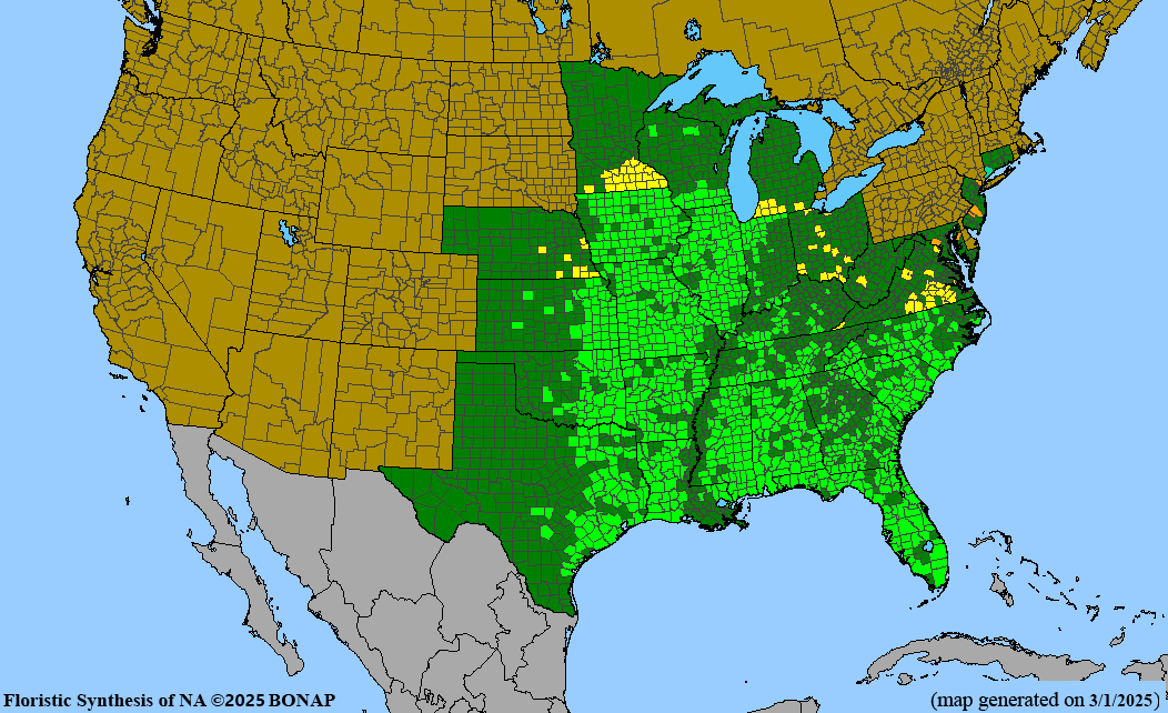 Seed Pack - Rattlesnake Master (Eryngium yuccifolium)