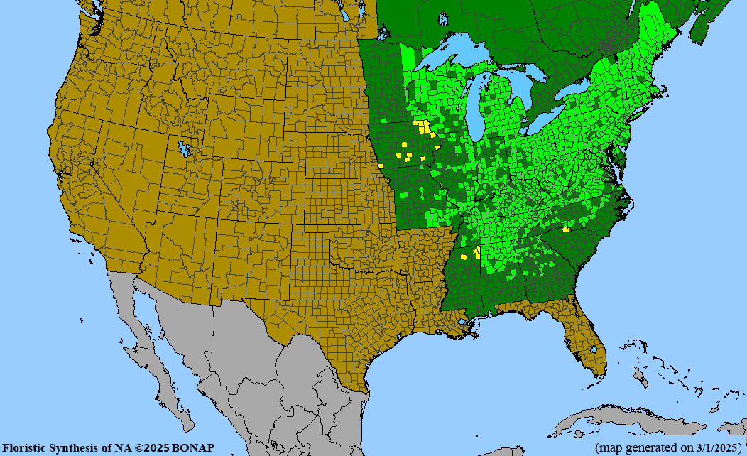 Yellow Trout Lily (Erythronium americanum) BARE ROOT