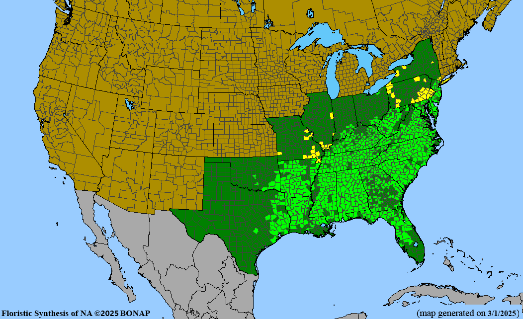 American Strawberry Bush (Euonymus americanus)