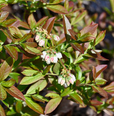 Low-Bush Blueberry (Vaccinium angustifolium)