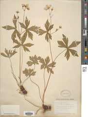 Wild Geranium (Geranium maculatum) BARE ROOT