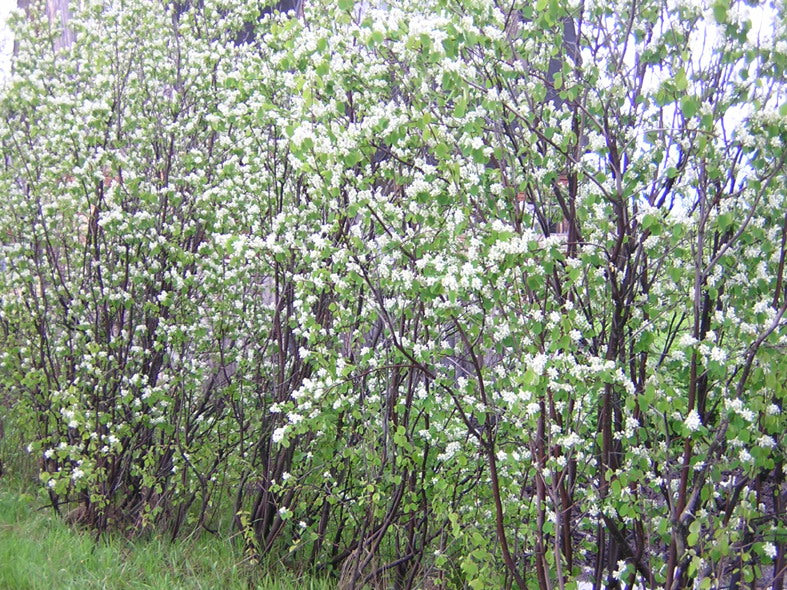 Shadblow Serviceberry (Amelanchier canadensis)