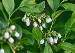 Low-Bush Blueberry (Vaccinium angustifolium)