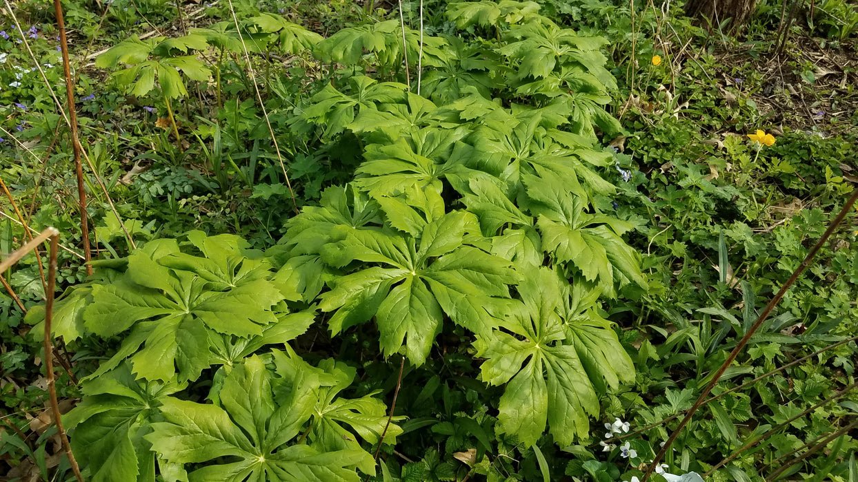 Mayapple (Podophyllum peltatum) BARE ROOT