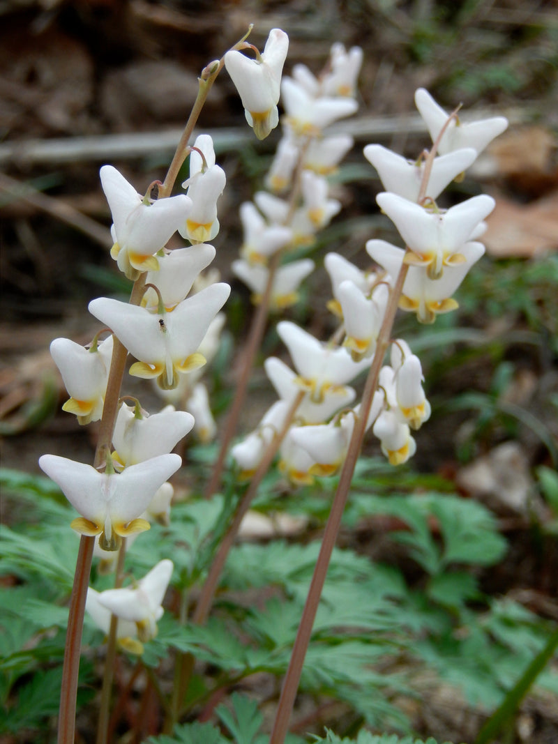 Dutchman’s Breeches (Dicentra cucullaria) BARE ROOT - SHIPS STARTING 03/11