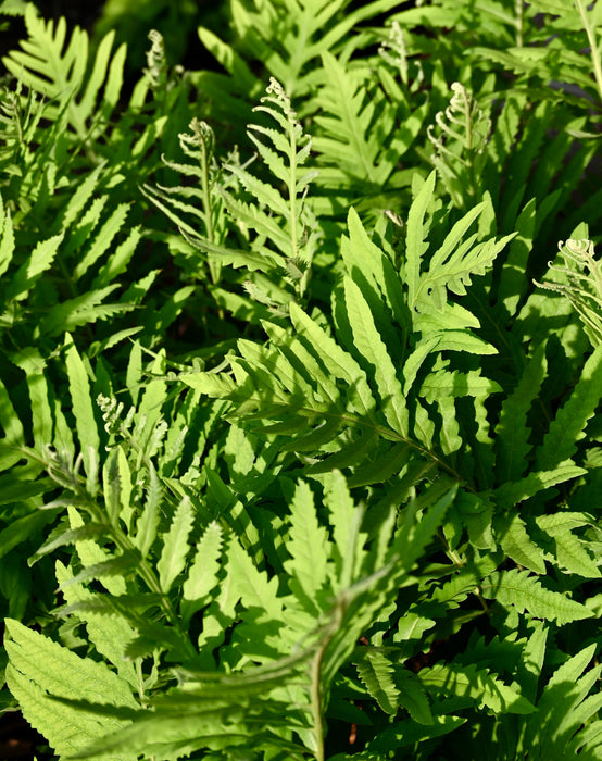 Sensitive Fern (Onoclea sensibilis) BARE ROOT