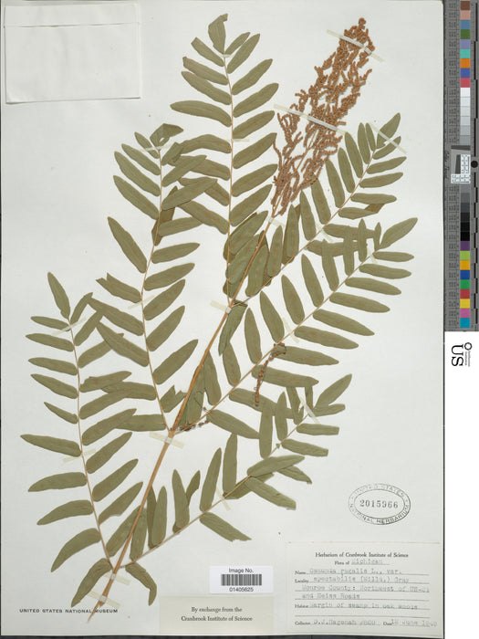 Royal Fern (Osmunda regalis) BARE ROOT