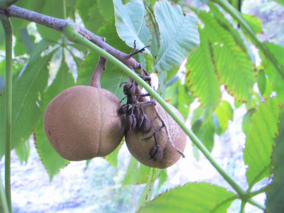 Yellow Buckeye (Aesculus flava)