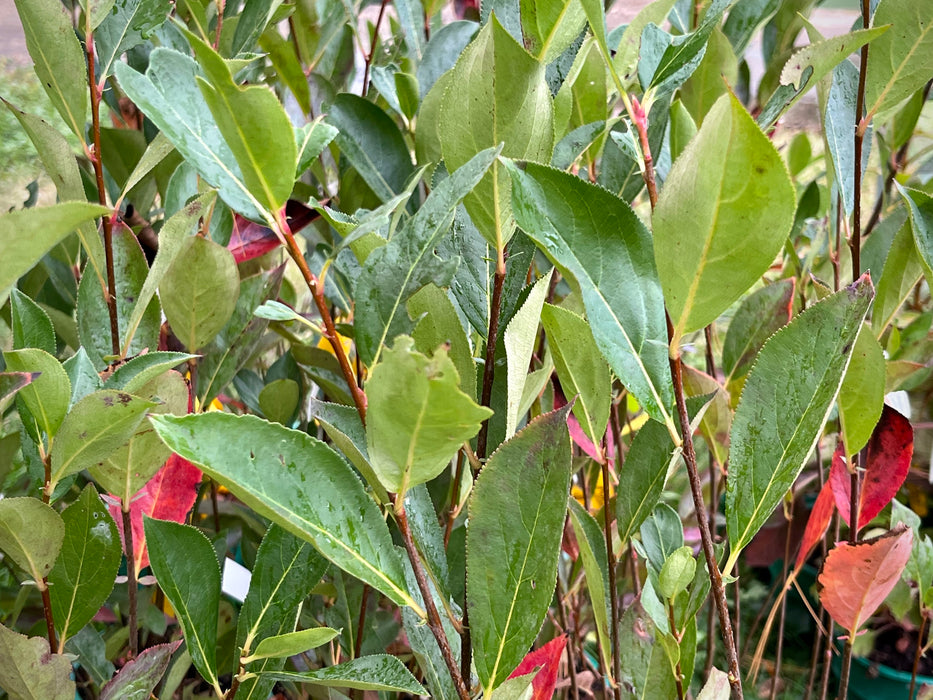 Purple Chokeberry (Aronia prunifolia)