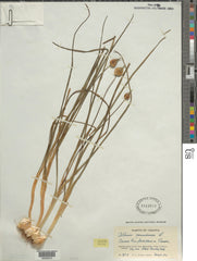 Wild Garlic (Allium canadense) BARE ROOT