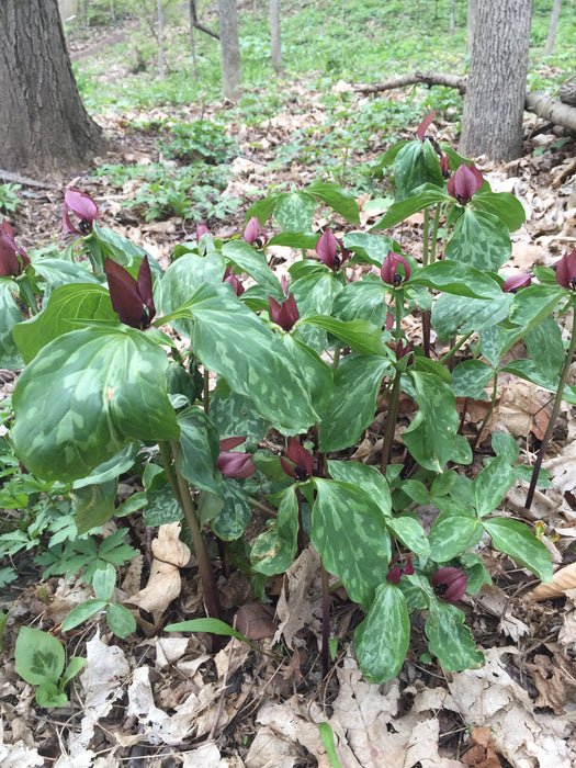 Prairie Trillium (Trillium recurvatum) BARE ROOT