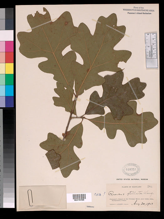 Post Oak (Quercus stellata) 1 GAL