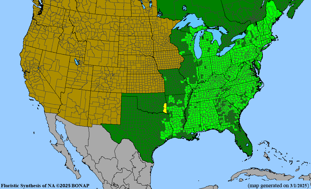 American Beech (Fagus grandifolia)