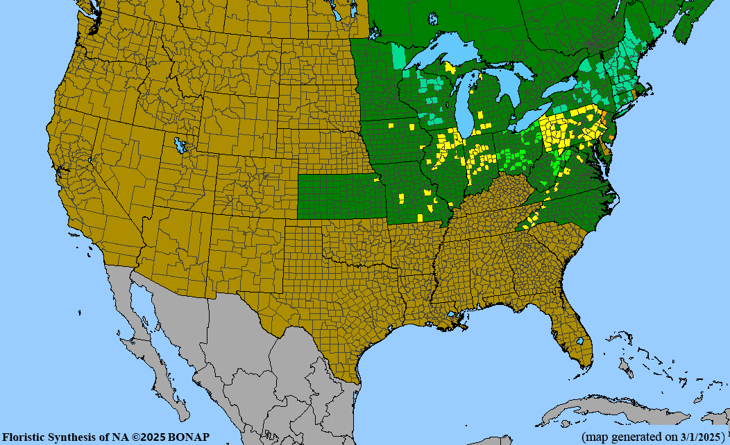 Queen of the Prairie (Filipendula rubra) 2x2x3" Pot