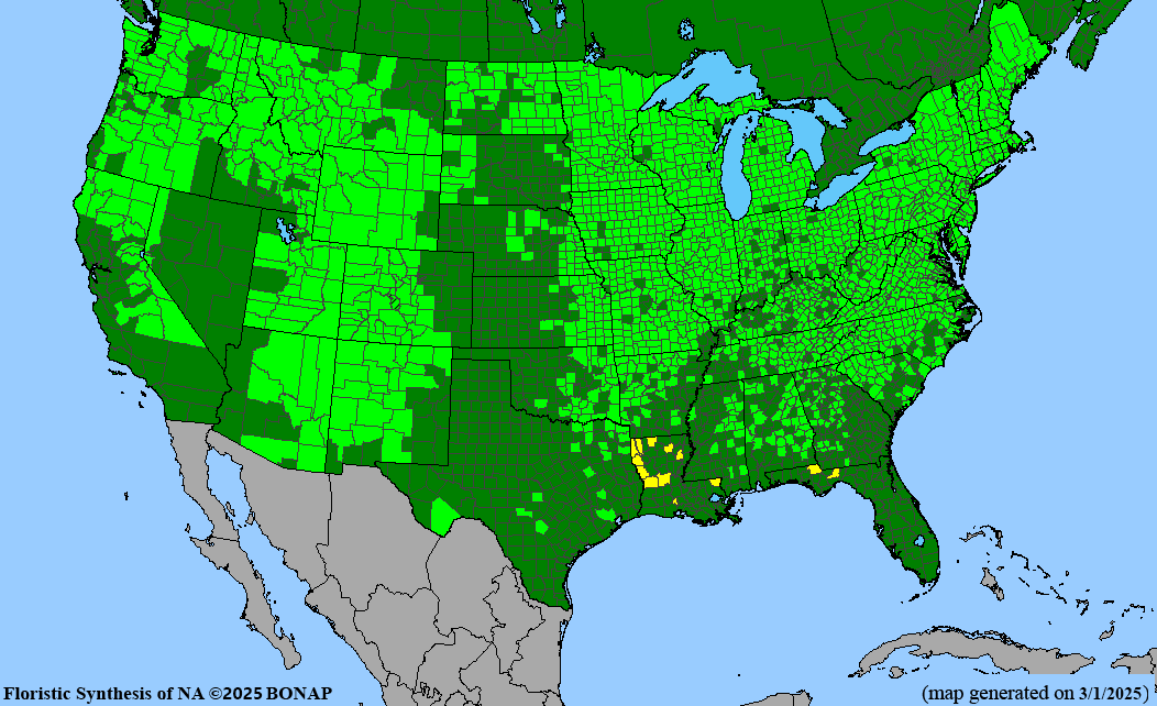 Wild Strawberry (Fragaria virginiana)