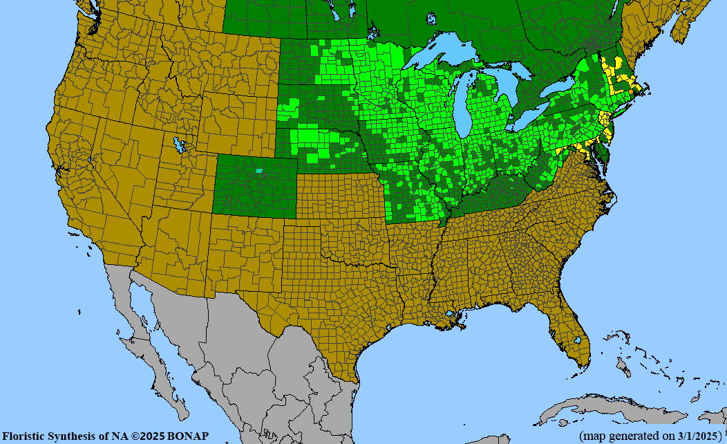 Seed Pack - Bottle Gentian (Gentiana andrewsii)