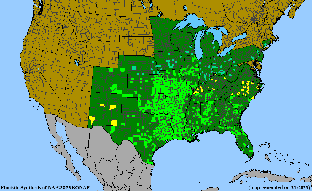 Rose Verbena (Glandularia canadensis) 2x2x3" Pot