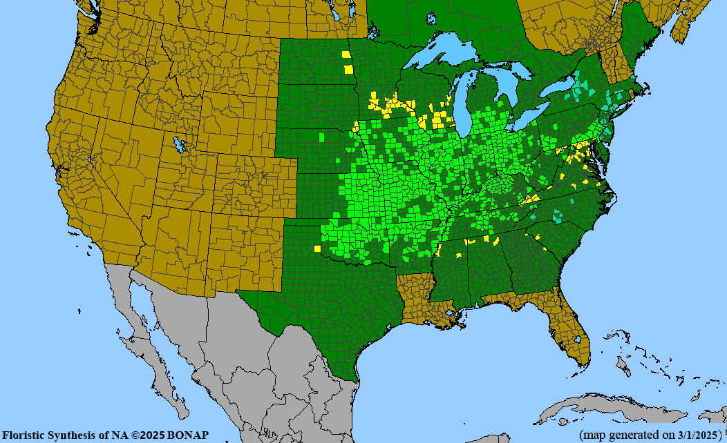 Kentucky Coffeetree (Gymnocladus dioicus)
