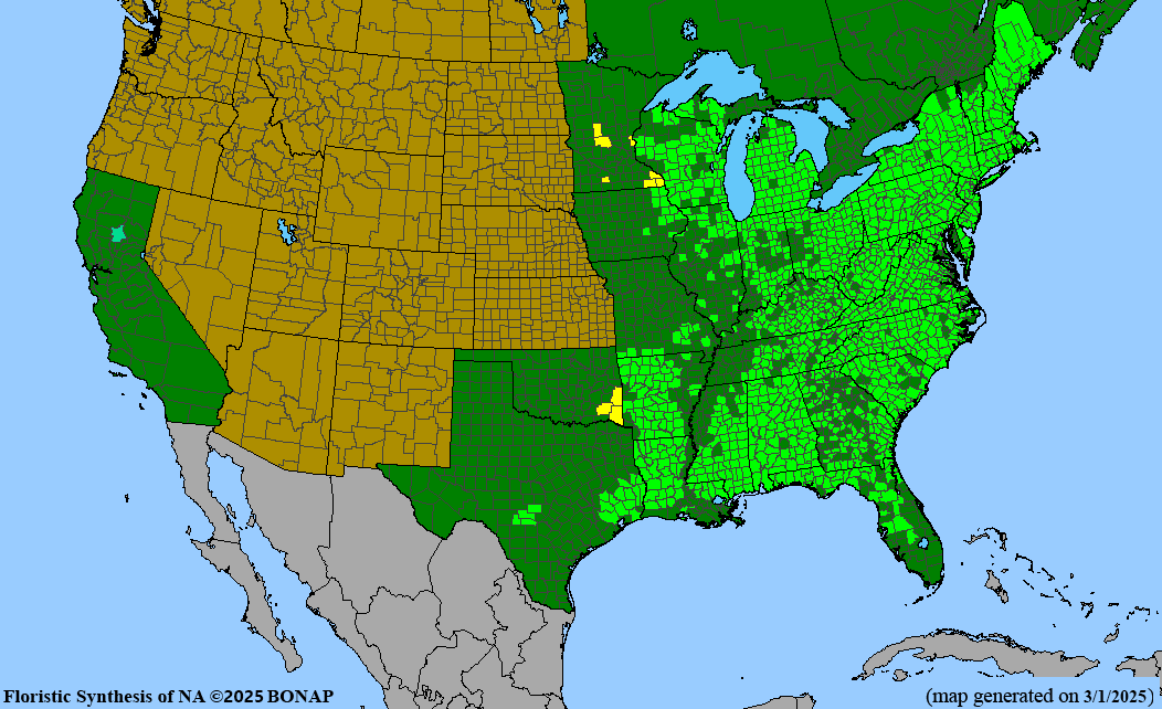 Common Witch Hazel (Hamamelis virginiana)