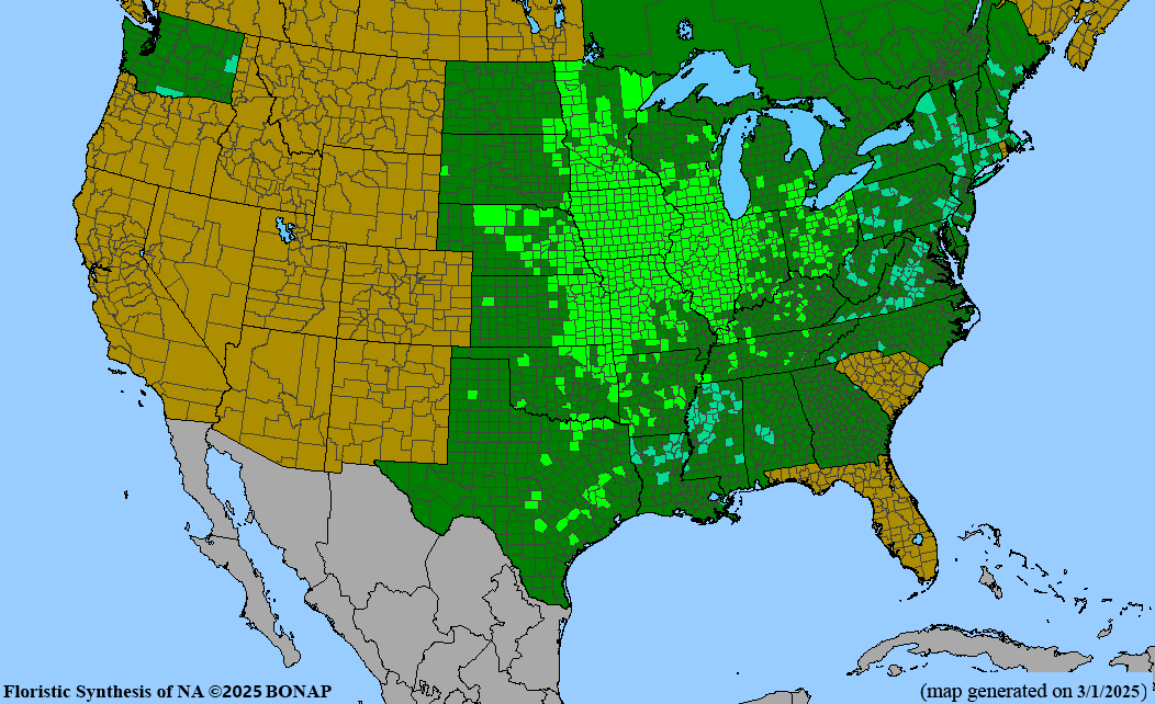 Sawtooth Sunflower (Helianthus grosseserratus) 2x2x3" Pot
