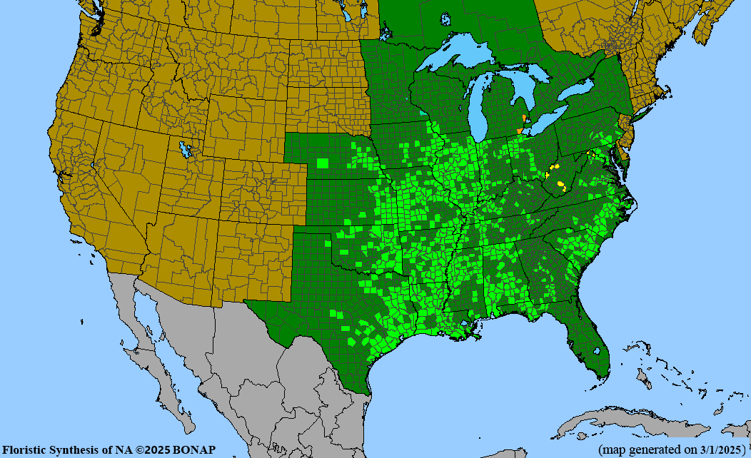 Seed Pack - [Halberd-leaved] Rose Mallow (Hibiscus laevis)