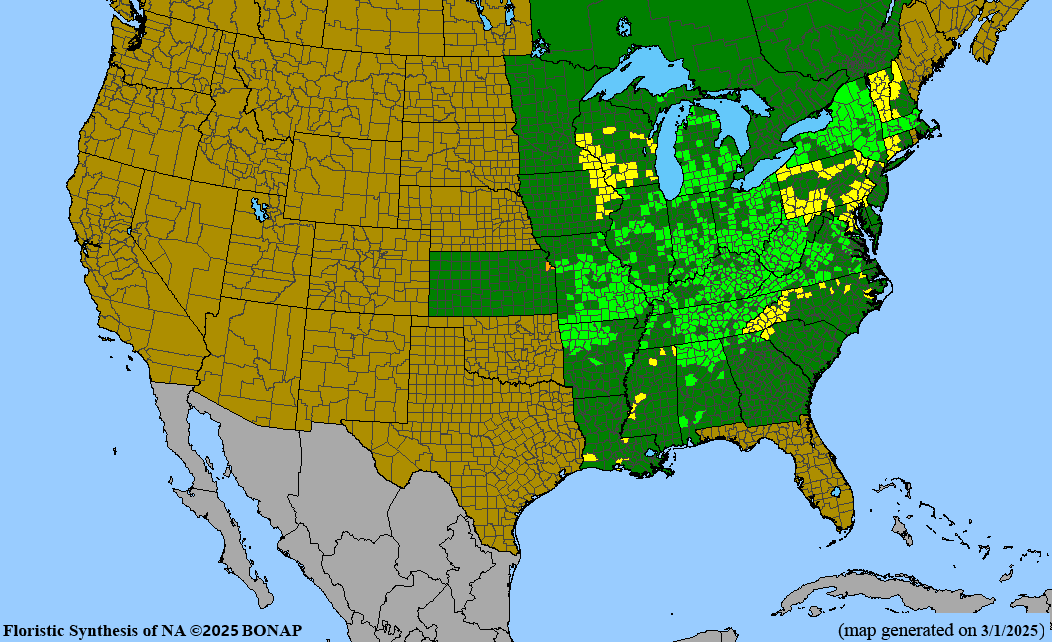 Glade Fern (Diplazium pycnocarpon) BARE ROOT
