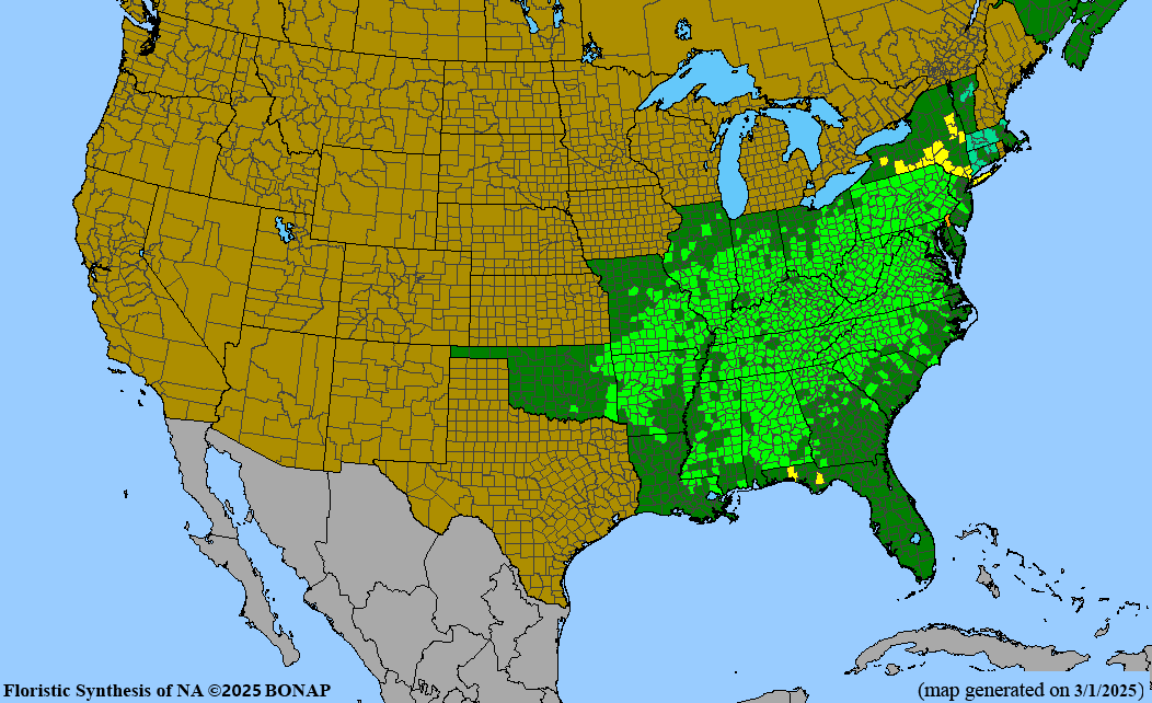Smooth Hydrangea (Hydrangea arborescens)