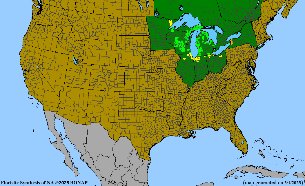 Kalm’s St. John’s Wort (Hypericum kalmianum)