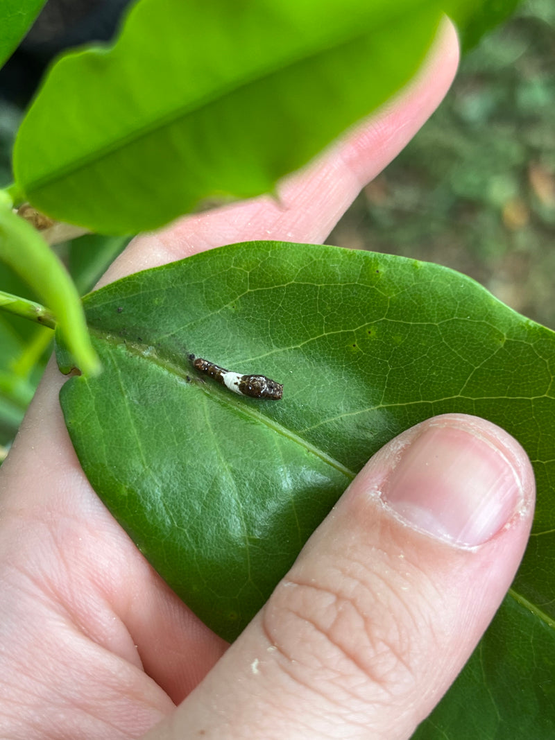 Sweetbay Magnolia (Magnolia virginiana)