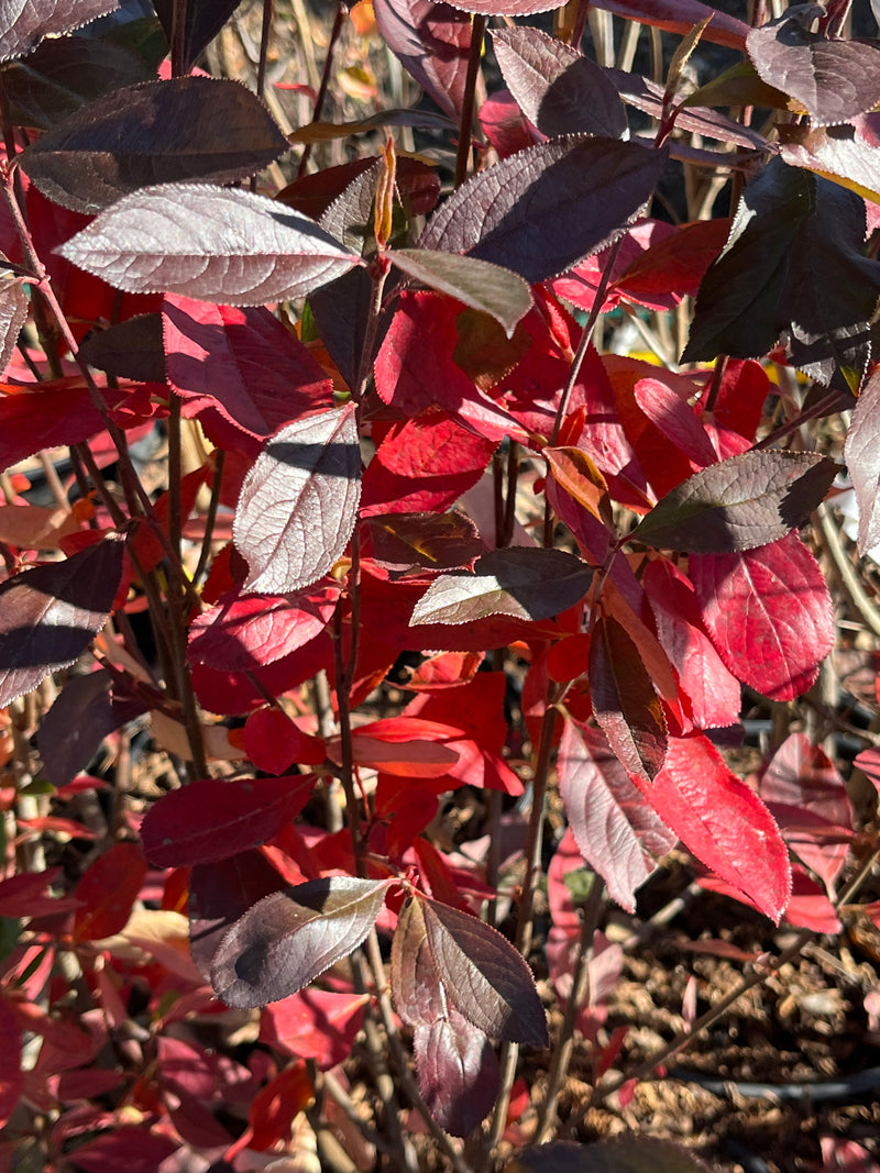 Red Chokeberry (Aronia arbutifolia)