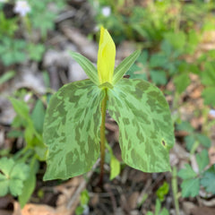 Yellow Wakerobin Trillium (Trillium luteum) SHIPS BEGINNING WEEK OF 12/2