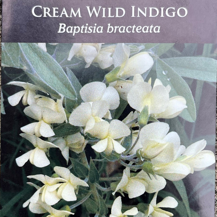 Seed Pack - Cream False Indigo (Baptisia bracteata)