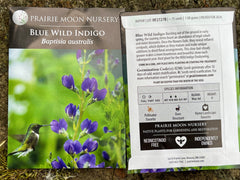 Seed Pack - Blue False Indigo (Baptisia australis)