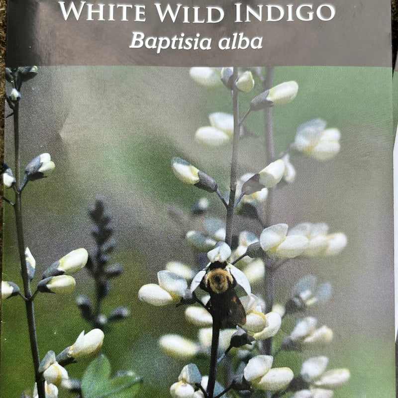 Seed Pack - White False Indigo (Baptisia alba)