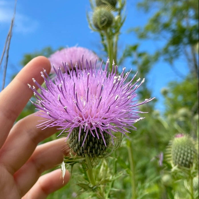 Seed Pack - Pasture Thistle (Cirsium discolor)