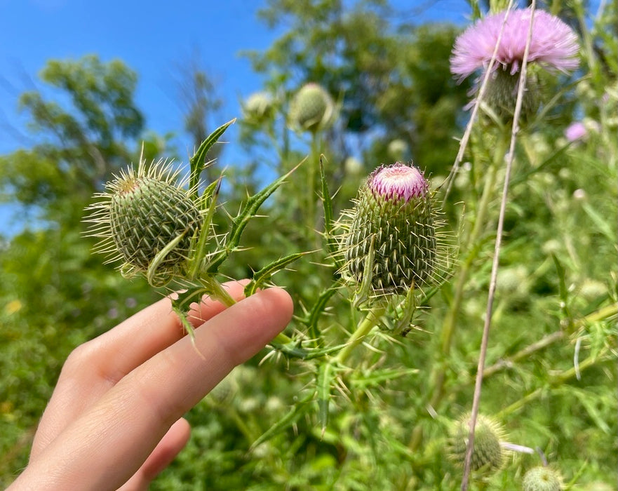 Seed Pack - Pasture Thistle (Cirsium discolor)