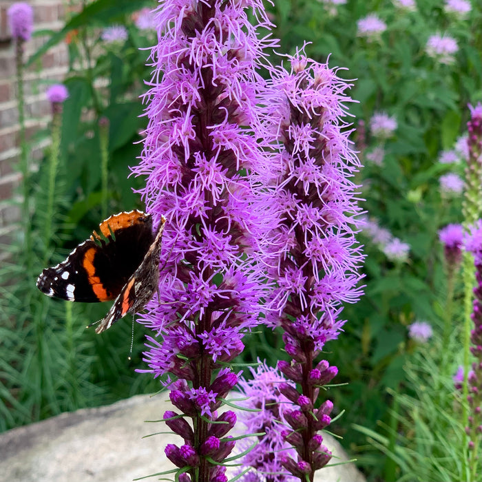 grass herbicide blazing star Prairie Blazing Star (Liatris pycnostachya) 2x2x3" Pot — Native Plants Unlimited LLC