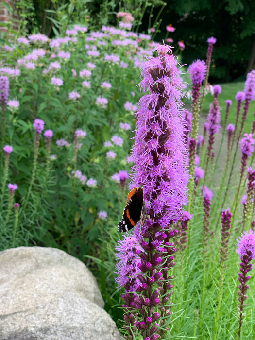 Prairie Blazing Star (Liatris pycnostachya) 2x2x3" Pot