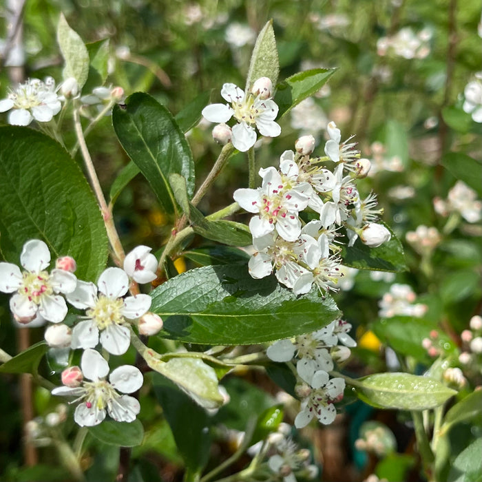 Purple Chokeberry (Aronia prunifolia)
