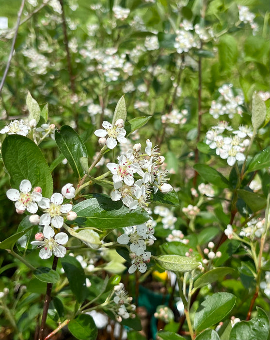 Purple Chokeberry (Aronia prunifolia)