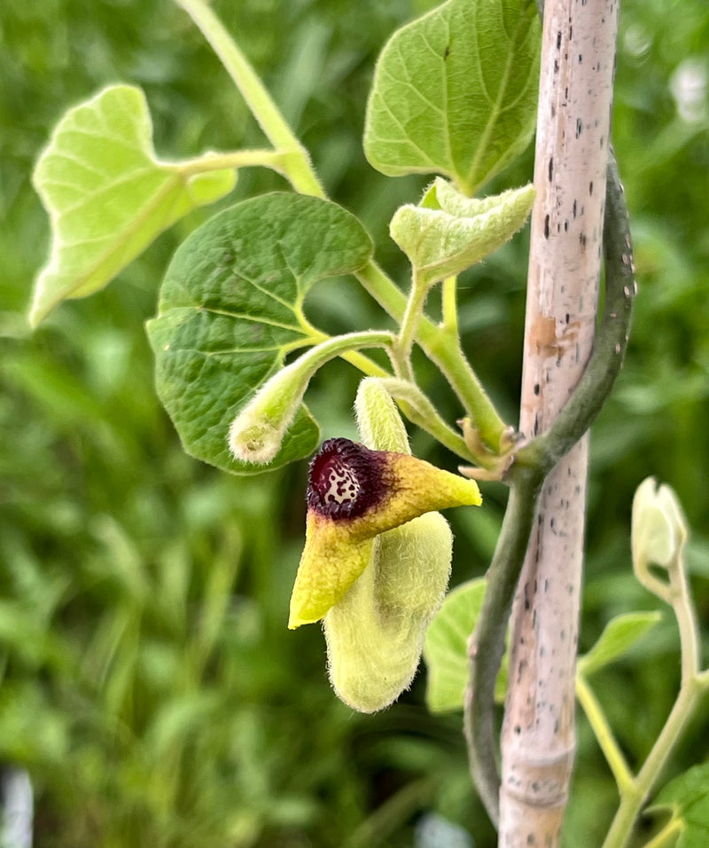 Wooly Pipevine (Aristolochia tomentosa) 2"x2"x3" Pot