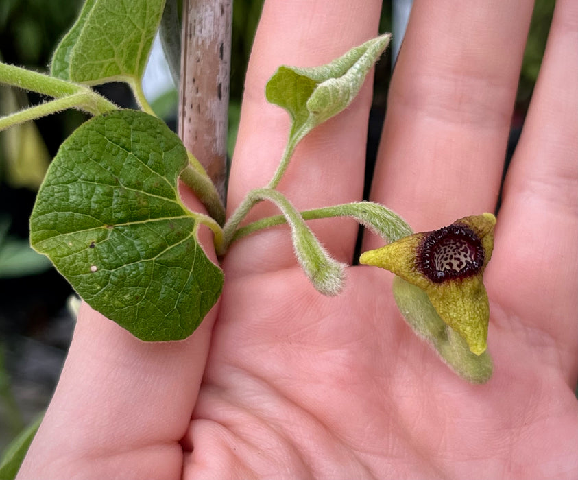 Wooly Pipevine (Isotrema tomentosum, formerly Aristolochia tomentosa)